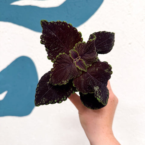 Coleus 'Ms Abbey Road' - Painted Nettle - Sprouts of Bristol