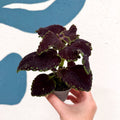 Coleus 'Ms Abbey Road' - Painted Nettle - Sprouts of Bristol
