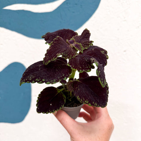 Coleus 'Ms Abbey Road' - Painted Nettle - Sprouts of Bristol