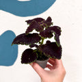 Coleus 'Ms Abbey Road' - Painted Nettle - Sprouts of Bristol