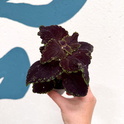 Coleus 'Ms Abbey Road' - Painted Nettle - Sprouts of Bristol