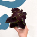 Coleus 'Ms Abbey Road' - Painted Nettle - Sprouts of Bristol