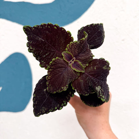 Coleus 'Ms Abbey Road' - Painted Nettle - Sprouts of Bristol