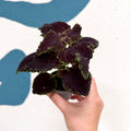 Coleus 'Ms Abbey Road' - Painted Nettle - Sprouts of Bristol