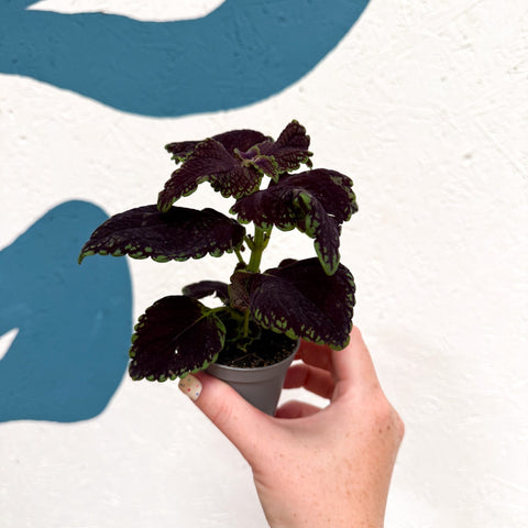Coleus 'Ms Abbey Road' - Painted Nettle - Sprouts of Bristol