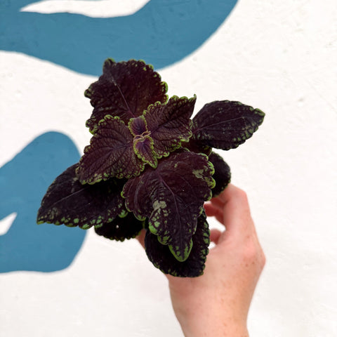 Coleus 'Ms Abbey Road' - Painted Nettle - Sprouts of Bristol