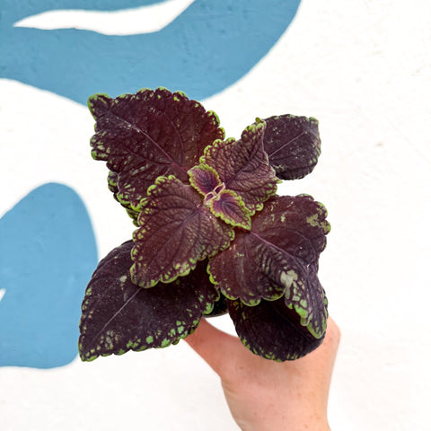 Coleus 'Ms Abbey Road' - Painted Nettle - Sprouts of Bristol