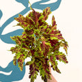 Coleus 'Muriel Pedley' - Welsh Grown - Sprouts of Bristol