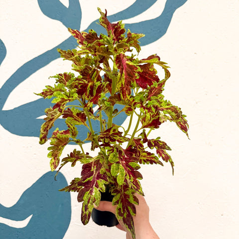 Coleus 'Muriel Pedley' - Welsh Grown - Sprouts of Bristol