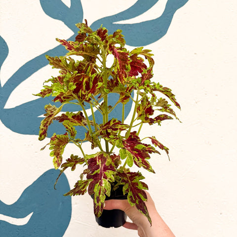 Coleus 'Muriel Pedley' - Welsh Grown - Sprouts of Bristol