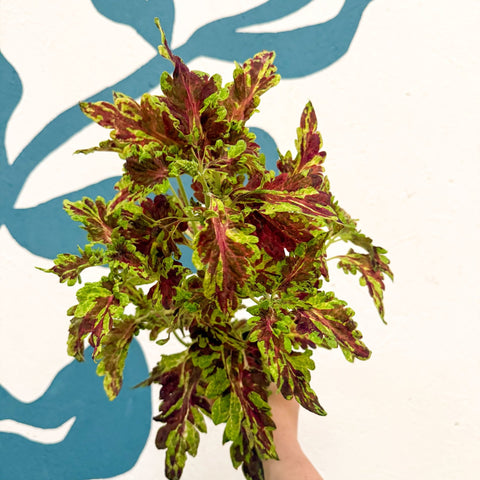 Coleus 'Muriel Pedley' - Welsh Grown - Sprouts of Bristol