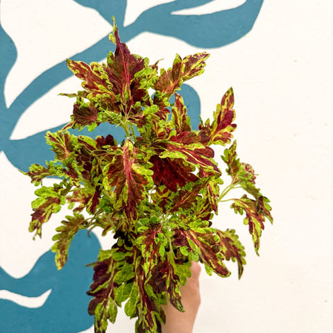 Coleus 'Muriel Pedley' - Welsh Grown - Sprouts of Bristol