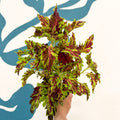 Coleus 'Muriel Pedley' - Welsh Grown - Sprouts of Bristol