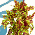 Coleus 'Muriel Pedley' - Welsh Grown - Sprouts of Bristol