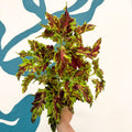 Coleus 'Muriel Pedley' - Welsh Grown - Sprouts of Bristol