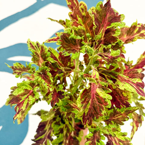 Coleus 'Muriel Pedley' - Welsh Grown - Sprouts of Bristol