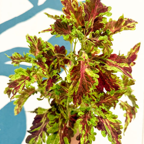 Coleus 'Muriel Pedley' - Welsh Grown - Sprouts of Bristol