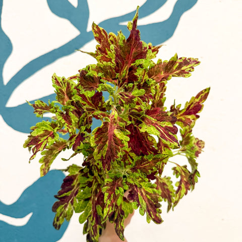 Coleus 'Muriel Pedley' - Welsh Grown - Sprouts of Bristol