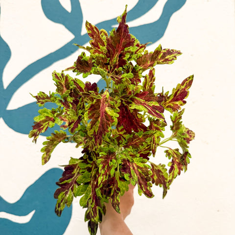 Coleus 'Muriel Pedley' - Welsh Grown - Sprouts of Bristol