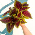 Coleus ‘Ruby Road’ – Painted Nettle - Sprouts of Bristol