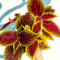 Coleus ‘Ruby Road’ – Painted Nettle - Sprouts of Bristol