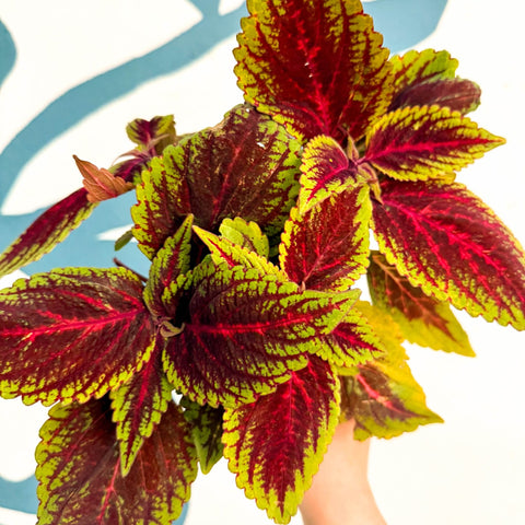 Coleus ‘Ruby Road’ – Painted Nettle - Sprouts of Bristol