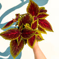 Coleus ‘Ruby Road’ – Painted Nettle - Sprouts of Bristol