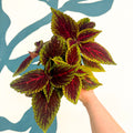 Coleus ‘Ruby Road’ – Painted Nettle - Sprouts of Bristol