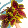 Coleus ‘Ruby Road’ – Painted Nettle - Sprouts of Bristol