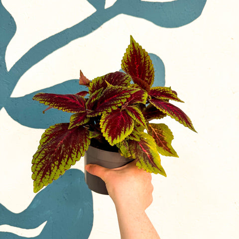 Coleus ‘Ruby Road’ – Painted Nettle - Sprouts of Bristol