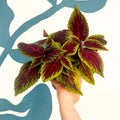 Coleus ‘Ruby Road’ – Painted Nettle - Sprouts of Bristol