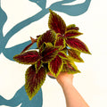 Coleus ‘Ruby Road’ – Painted Nettle - Sprouts of Bristol