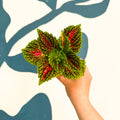 Coleus 'Spacecake' - Painted Nettle - Sprouts of Bristol