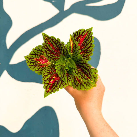 Coleus 'Spacecake' - Painted Nettle - Sprouts of Bristol