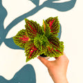Coleus 'Spacecake' - Painted Nettle - Sprouts of Bristol