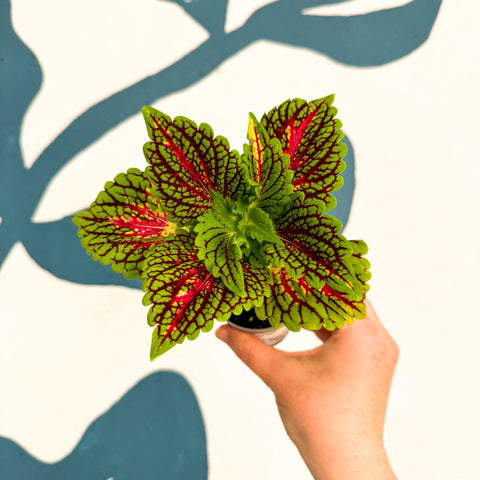 Coleus 'Spacecake' - Painted Nettle - Sprouts of Bristol