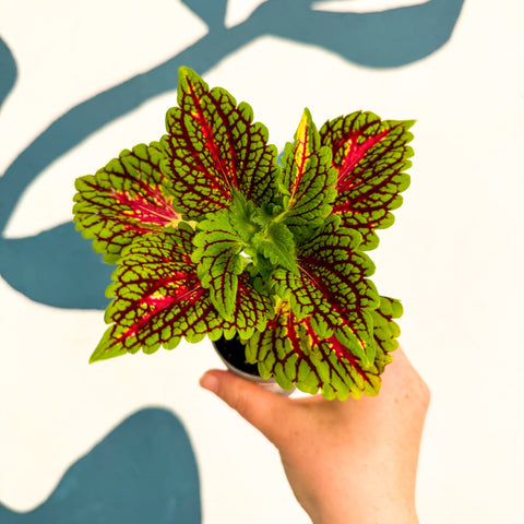 Coleus 'Spacecake' - Painted Nettle - Sprouts of Bristol