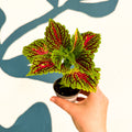Coleus 'Spacecake' - Painted Nettle - Sprouts of Bristol