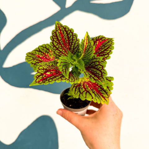 Coleus 'Spacecake' - Painted Nettle - Sprouts of Bristol