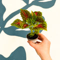 Coleus 'Spacecake' - Painted Nettle - Sprouts of Bristol