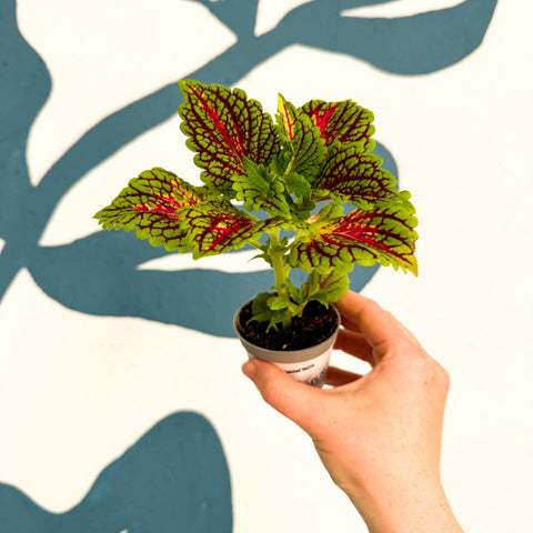 Coleus 'Spacecake' - Painted Nettle - Sprouts of Bristol