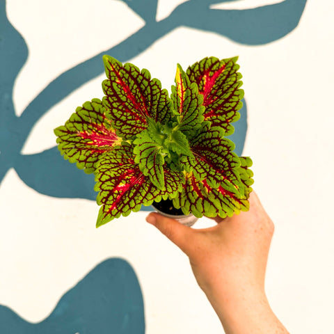 Coleus 'Spacecake' - Painted Nettle - Sprouts of Bristol