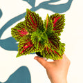 Coleus 'Spacecake' - Painted Nettle - Sprouts of Bristol