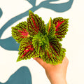 Coleus 'Spacecake' - Painted Nettle - Sprouts of Bristol