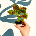 Coleus 'Spacecake' - Painted Nettle - Sprouts of Bristol