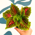 Coleus 'Spacecake' - Painted Nettle - Sprouts of Bristol