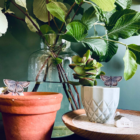 Common Blue Butterfly Plant Pot Companions  - Sprouts of Bristol