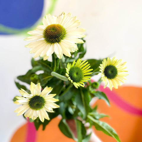 Coneflower - Echinacea purpurea 'White' - Sprouts of Bristol