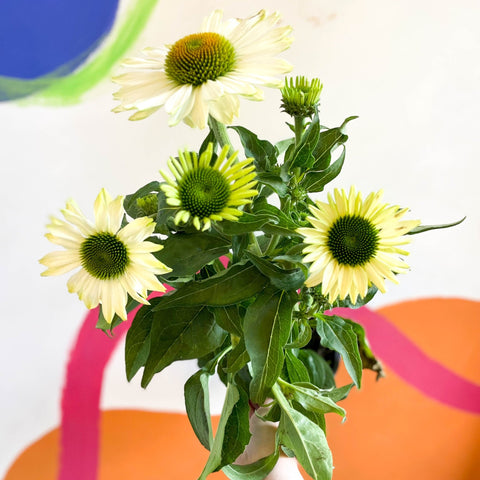 Coneflower - Echinacea purpurea 'White' - Sprouts of Bristol