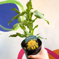 Coneflower - Echinacea 'Sunny Days Lemon' - British Grown - Sprouts of Bristol